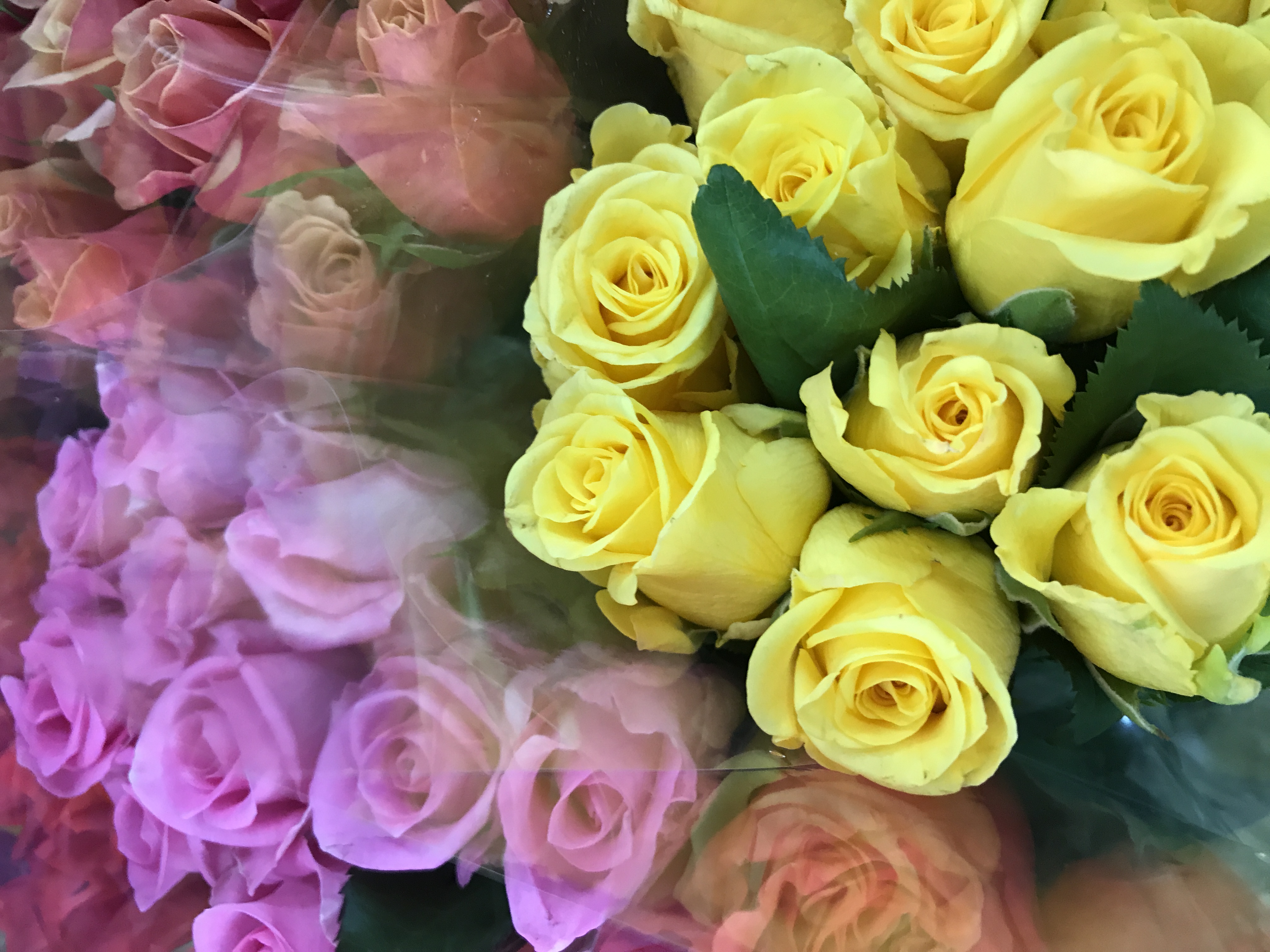 Roses for Melbourne